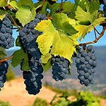 лечение виноградом
